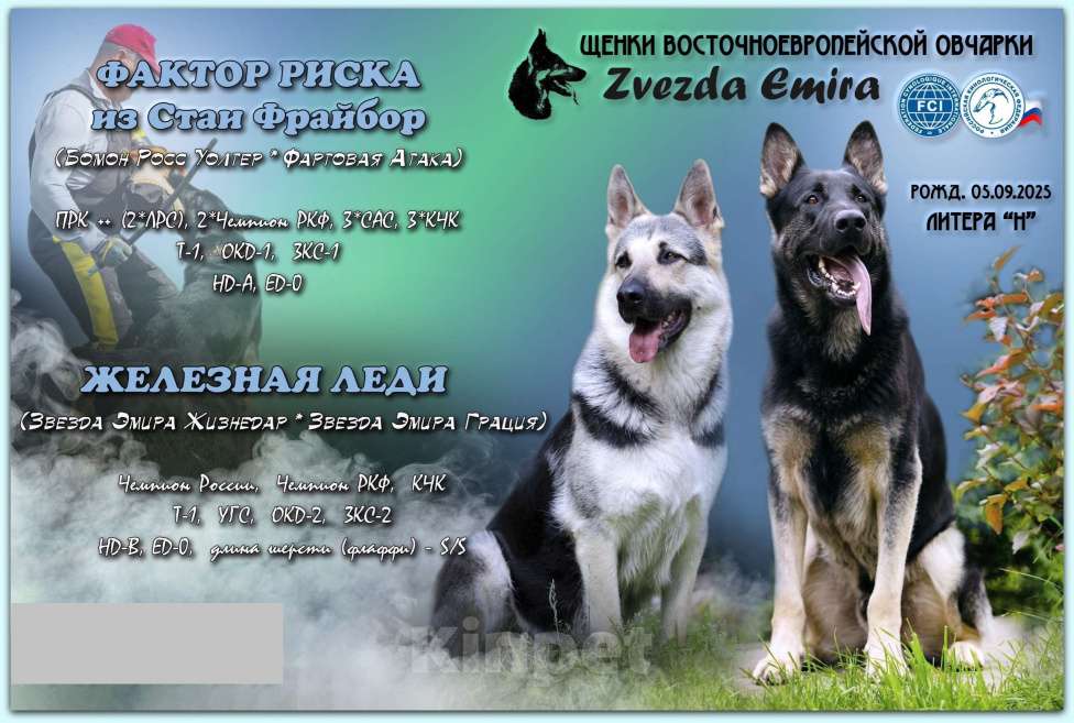 Собаки в Новосибирске: Щенок Восточноевропейской овчарки, девочка (документы РКФ) Девочка, 40 000 руб. - фото 4