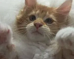 Кошки в Севастополе: Продаю котят породы Мейн-кун Мальчик, 15 000 руб. - фото 1