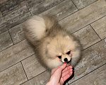 Собаки в Москве: Померанский шпиц мини  Мальчик, 40 000 руб. - фото 2