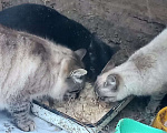 Кошки в Егорьевске: кот  Мальчик, Бесплатно - фото 1