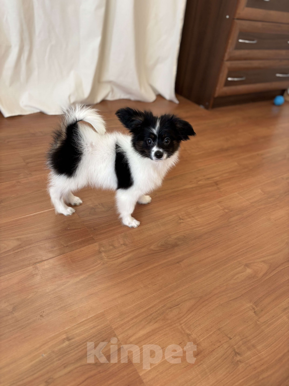 Собаки в Санкт-Петербурге: Яркий мальчик папильон/папийон, Бэрри Мальчик, 50 000 руб. - фото 2