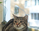 Кошки в Санкт-Петербурге: Котик с грустными глазками Мальчик, Бесплатно - фото 9