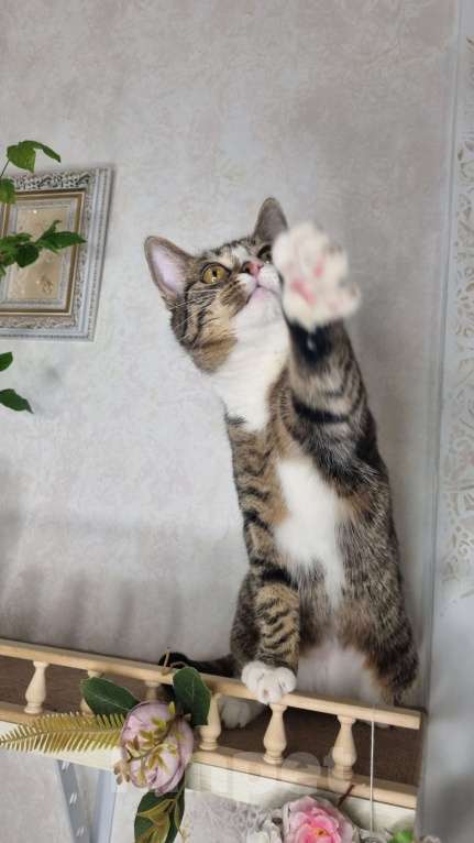 Кошки в Санкт-Петербурге: Кошечка юная коренная петербурженка в добрые руки Девочка, Бесплатно - фото 3