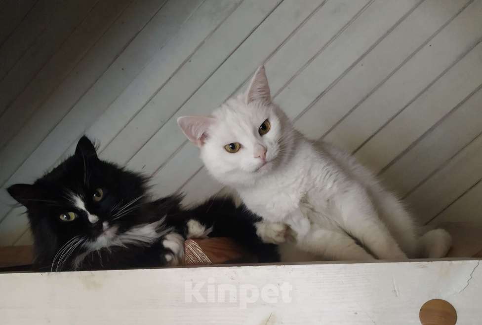 Кошки в Дмитрове: Кошечки стерилизованные  Девочка, Бесплатно - фото 8