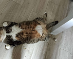 Кошки в других городах Калужской области: Потерялся кот Гена Мальчик, 20 000 руб. - фото 2