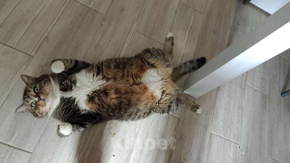 Кошки в других городах Калужской области: Потерялся кот Гена Мальчик, 1 руб. - фото 2