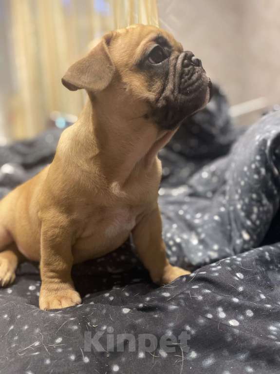 Собаки в Нижнем Новгороде: Щенок французский бульдог  Мальчик, 30 000 руб. - фото 8