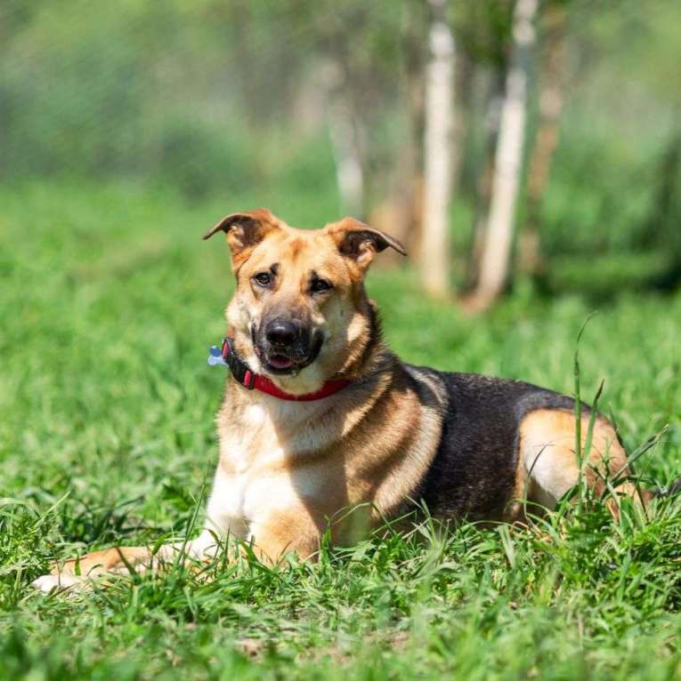 Собаки в Москве: Возьмите домой верного друга! Мальчик, Бесплатно - фото 5