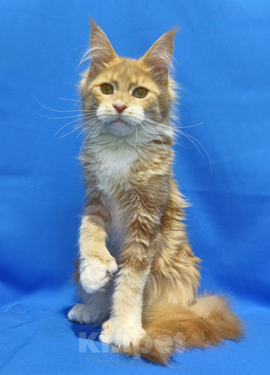 Кошки в Москве: Star Maine Coons Девочка, 75 000 руб. - фото 5