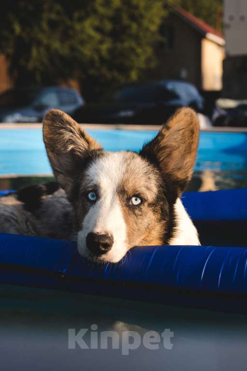 Собаки в Воскресенске: Щенки корги кардиган Мальчик, 45 000 руб. - фото 2