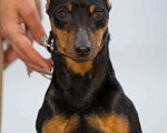 Собаки в Чебоксарах: Продаю Цвергпинчера Мальчик, 25 000 руб. - фото 1