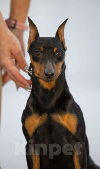 Собаки в Чебоксарах: Продаю Цвергпинчера Мальчик, 25 000 руб. - фото 1