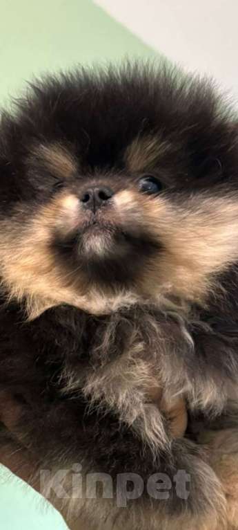 Собаки в Екатеринбурге: шпицемишка  черно-подпалого  окраса Мальчик, Бесплатно - фото 4