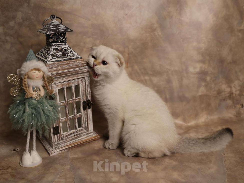 Кошки в Москве: Шотландский вислоухий короткошёрстный котёнок Мальчик, 50 000 руб. - фото 7