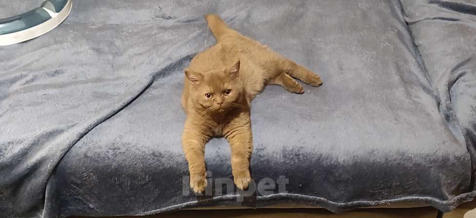 Кошки в Санкт-Петербурге: Фея Девочка, Бесплатно - фото 4