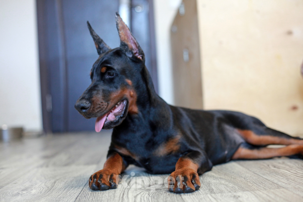 Собаки в Москве: Щенок добермана. Девочка. Питомник Ркф Девочка, 120 000 руб. - фото 5
