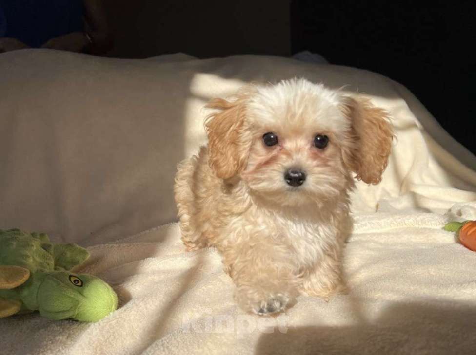 Собаки в Магнитогорске: Девочка мальтипу мини карамельная принцесса 3 мес Девочка, 90 000 руб. - фото 2