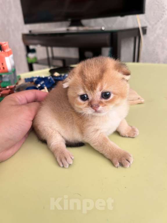 Кошки в Казани: Котик Мальчик, 35 000 руб. - фото 2