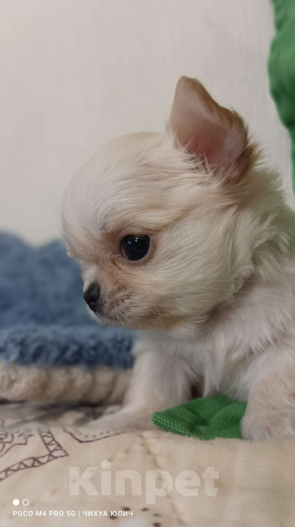 Собаки в Москве: Красивый малыш, маленького размера Мальчик, 40 000 руб. - фото 7
