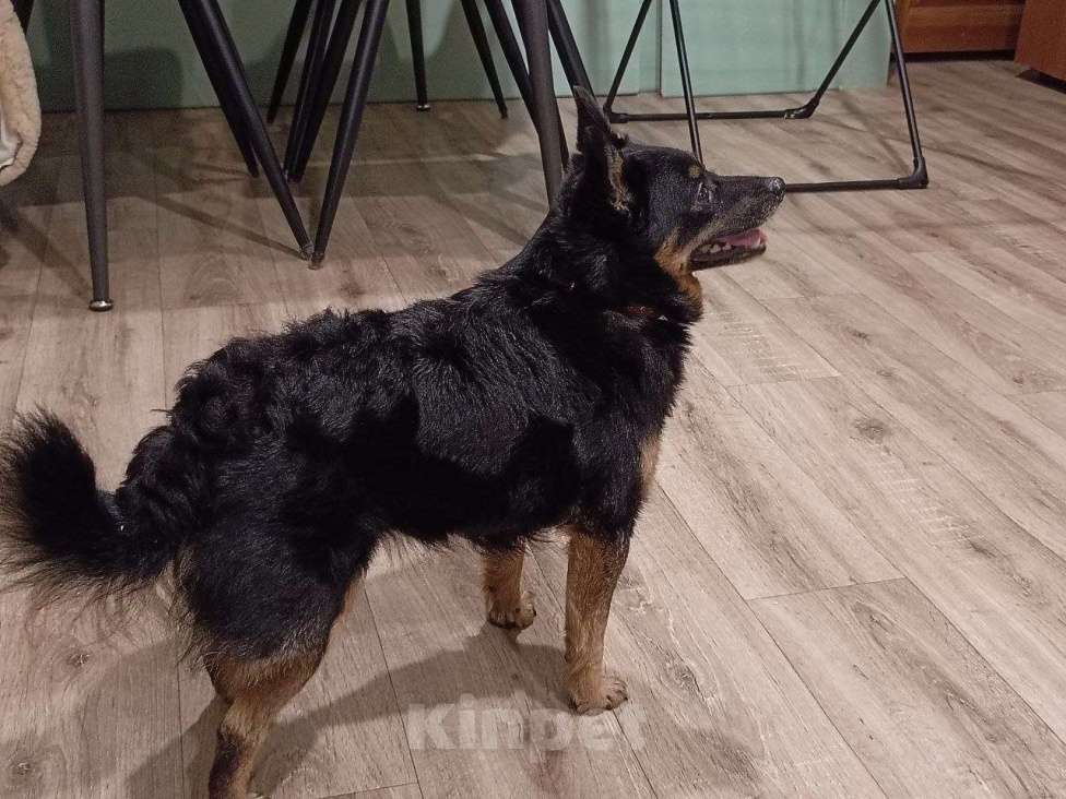 Собаки в Волгограде: Нашли на Горной поляне Девочка, Бесплатно - фото 3