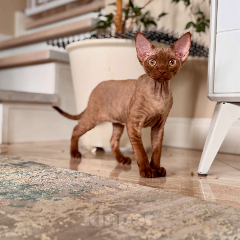 Кошки в Москве: Мальчик шоколадный Quick  Мальчик, 50 000 руб. - фото 5