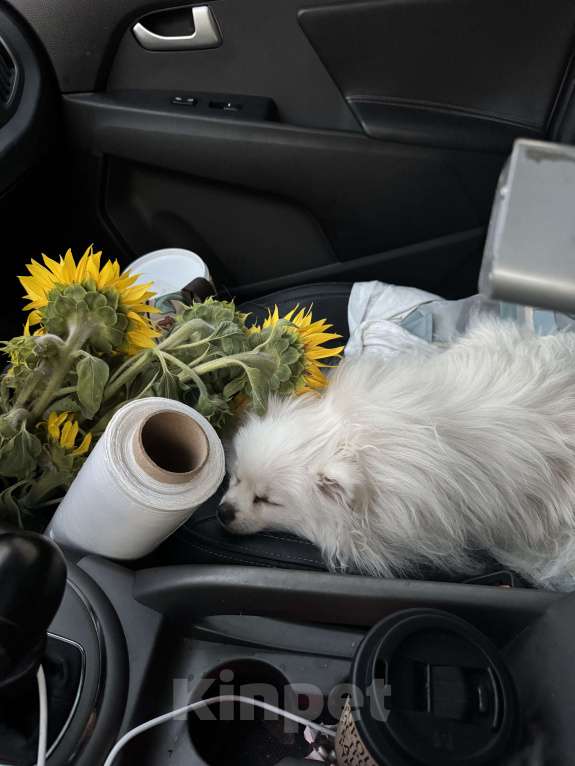 Собаки в Москве: Померанский шпиц малый Девочка, 25 000 руб. - фото 7