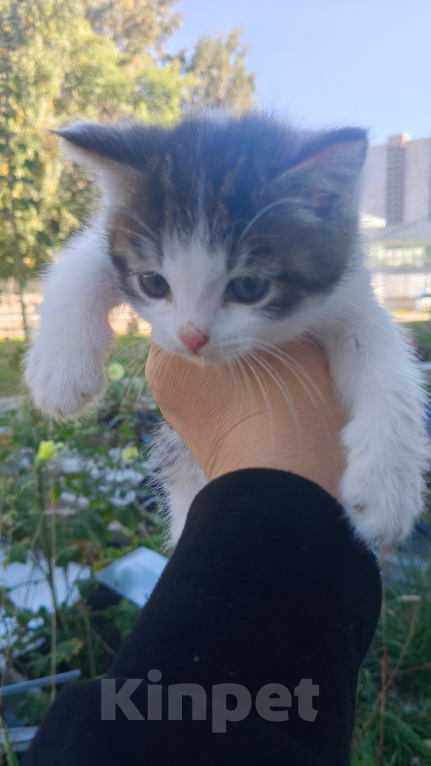 Кошки в Реутове: Котёнок в добрые руки Мальчик, Бесплатно - фото 2