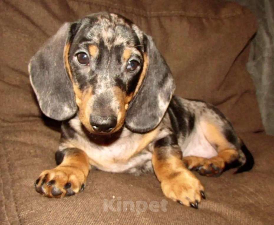 Собаки в Москве: Две сестрички Девочка, 50 000 руб. - фото 6