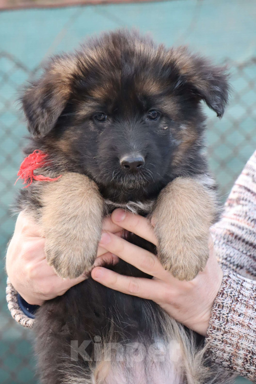 Собаки в Таганроге: Девочка немецкой овчарки Девочка, Бесплатно - фото 3