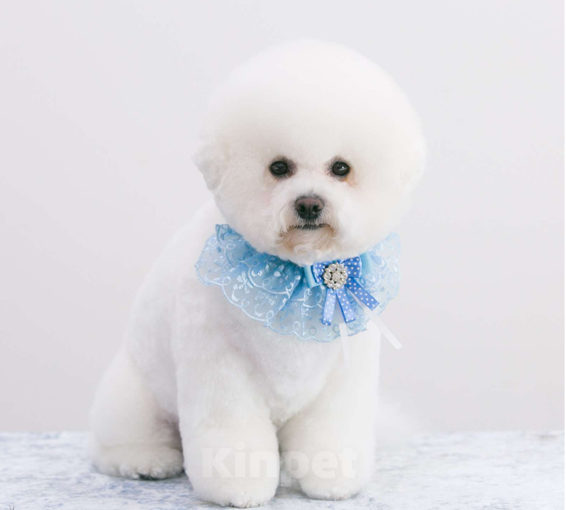 Собаки в других городах Московской области: Уникальные щенки Бишон Фризе-ваше личное Облачко! Мальчик, 60 000 руб. - фото 3