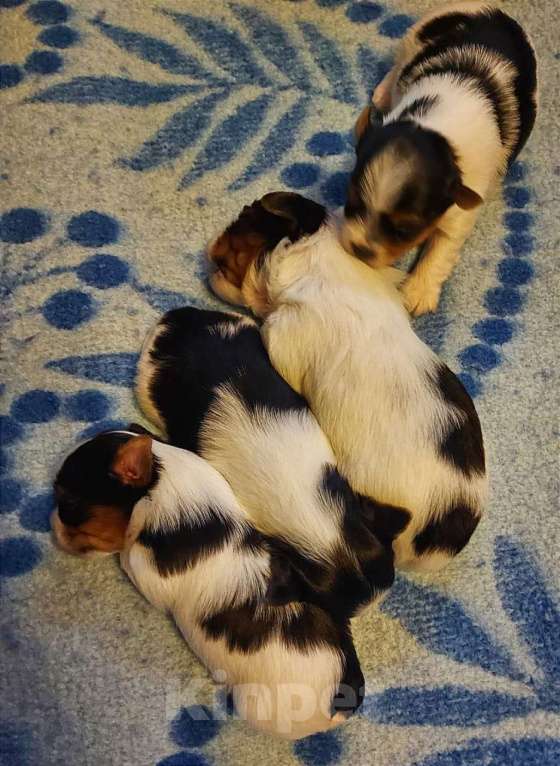 Собаки в Наро-Фоминске: Щенки Бивер-Йорка Мальчик, 55 000 руб. - фото 3