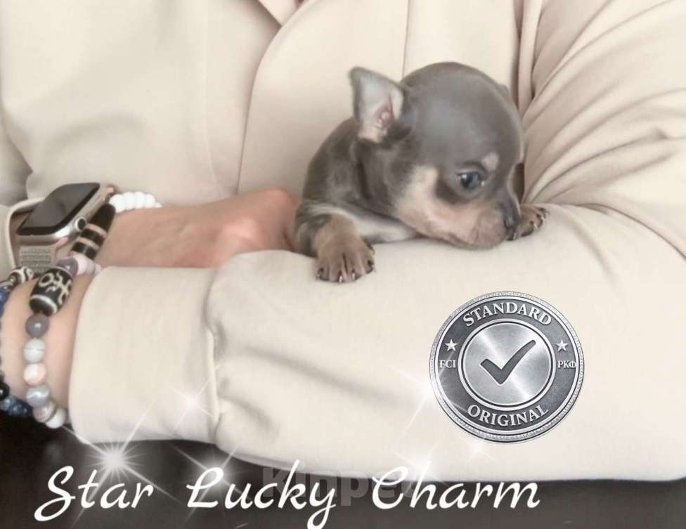 Собаки в Сочи: Шикарный мальчик Мальчик, Бесплатно - фото 2