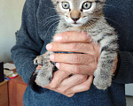 Кошки в Черкесске: Котята 1.5 месяца Мальчик, Бесплатно - фото 5