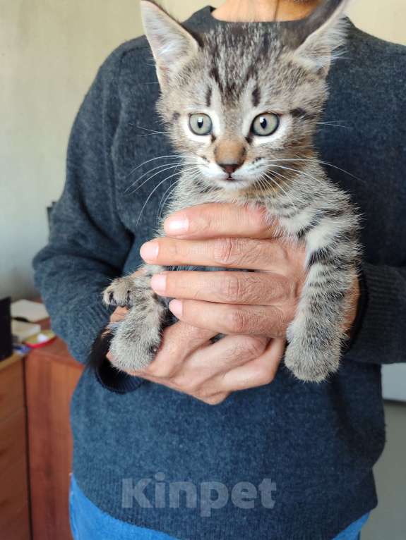 Кошки в Черкесске: Котята 1.5 месяца Мальчик, Бесплатно - фото 5