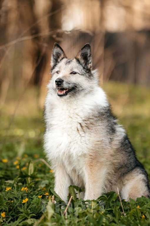 Собаки в Москве: Общительная и добродушная бородатая дама Софа Девочка, 1 руб. - фото 5