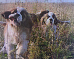 Собаки в Новосибирске: Великолепный щенок сенбернара Мальчик, Бесплатно - фото 2