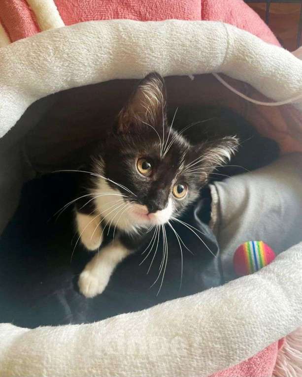 Кошки в Москве: Малютка Мерседес ищет дом Девочка, Бесплатно - фото 2