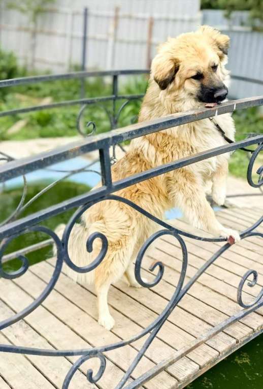 Собаки в Москве: Пушистый пёс Джек ищет дом Мальчик, 1 руб. - фото 5