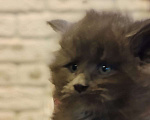 Кошки в Москве: Шикарные мейн куны. Мальчик, 50 000 руб. - фото 1