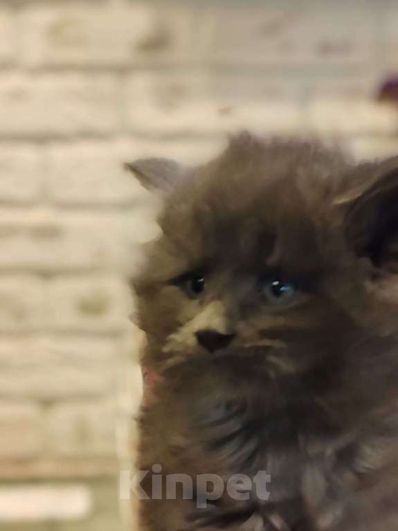 Кошки в Москве: Шикарные мейн куны. Мальчик, 50 000 руб. - фото 1