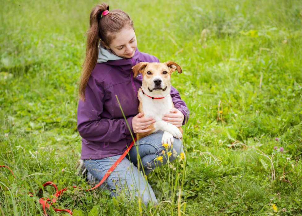 Собаки в Москве: Небольшой, домашний пёсик в писках своей семьи Мальчик, Бесплатно - фото 5