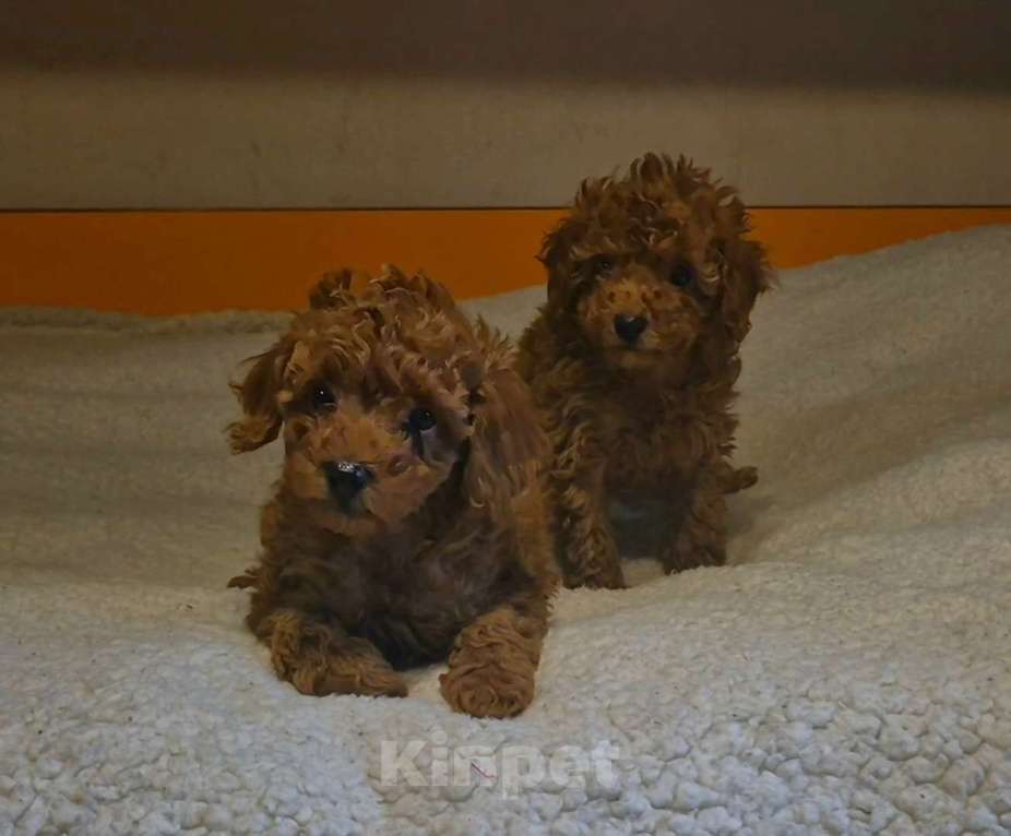 Собаки в Москве: Красные девчата Девочка, 95 000 руб. - фото 2