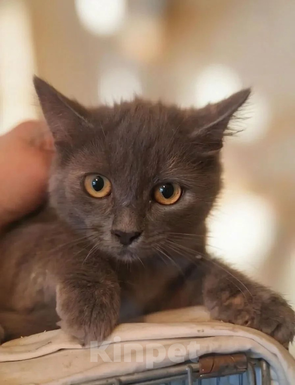 Кошки в Калуге: Котенок Девочка, Бесплатно - фото 7