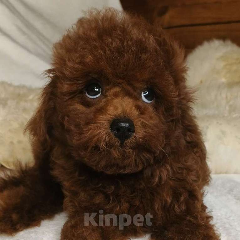 Собаки в Москве: щенок Китайский тедди пудель (Teddy Bear) Мальчик, 150 000 руб. - фото 1