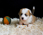 Собаки в Ярославле: Вельш-корги пемброк щенки Мальчик, 60 000 руб. - фото 6