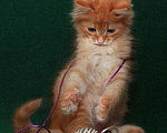 Кошки в Калуге: Румяный рыжий Рыжик. Котенок 2 мес в добрые руки. Мальчик, Бесплатно - фото 10