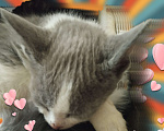 Кошки в Рязани: Серо- белый котик Мальчик, 10 руб. - фото 3