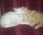 Кошки в Камызяке: Котёнок, 1 руб. - фото 1