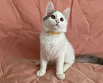 Кошки в Серафиме: Котенок.2 5 месяца, Бесплатно - фото 1