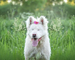 Собаки в Москве: Особенный Белоснежный Медведь Сачико породы Американская Акита в дар Мальчик, Бесплатно - фото 3